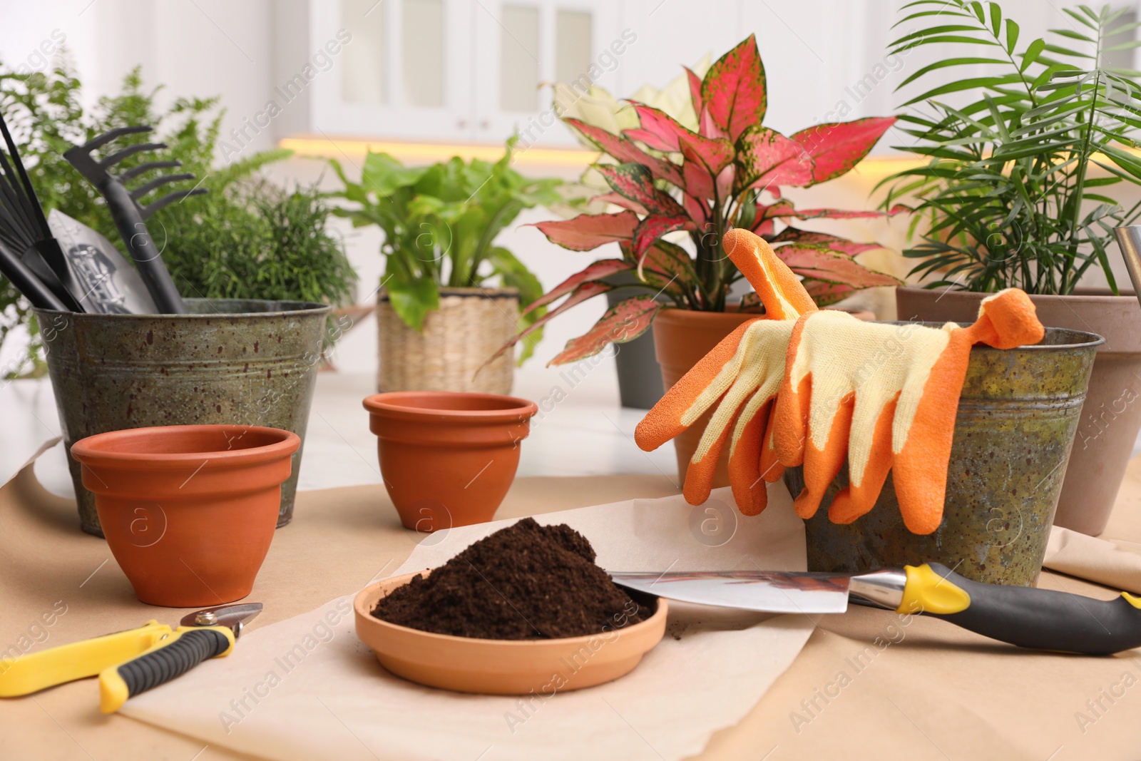 Photo of Beautiful houseplants and gardening tools on table indoors