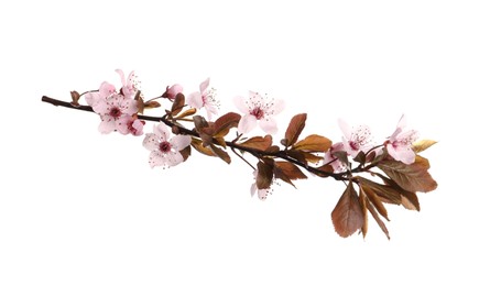 Photo of Sakura tree branch with beautiful pink blossoms isolated on white