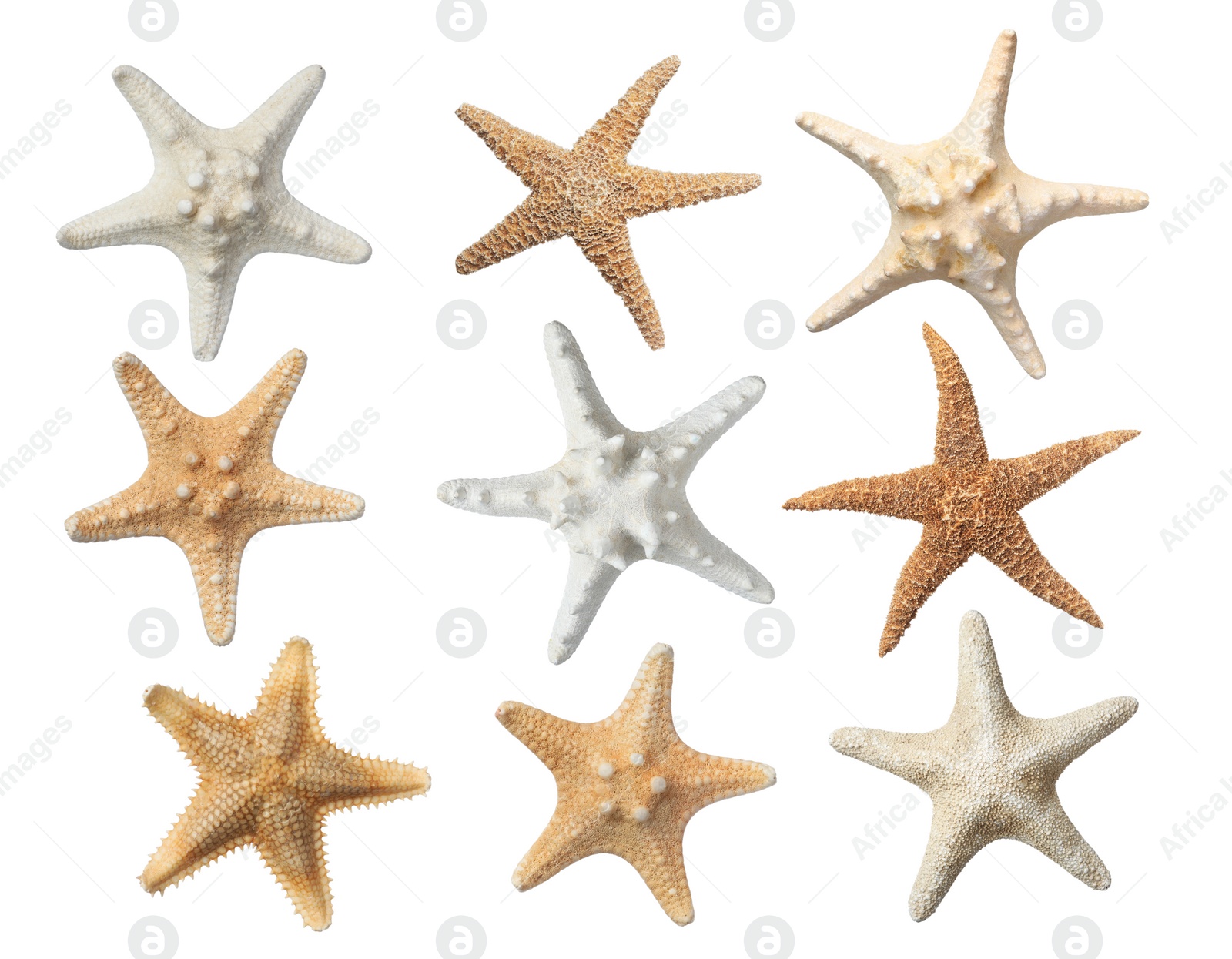 Image of Set with beautiful sea stars on white background 