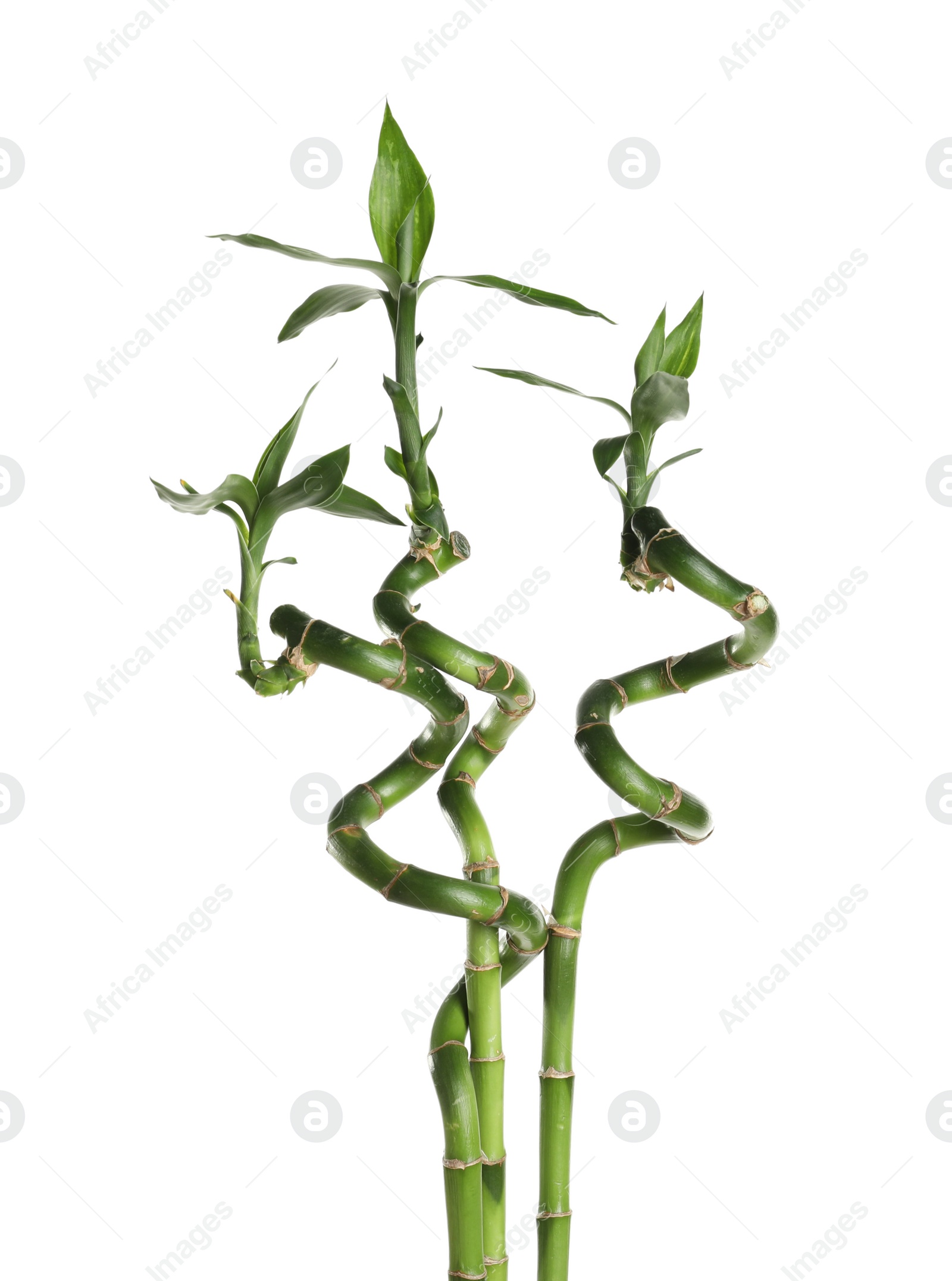 Photo of Green bamboo stems with leaves on white background