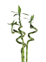 Green bamboo stems with leaves on white background