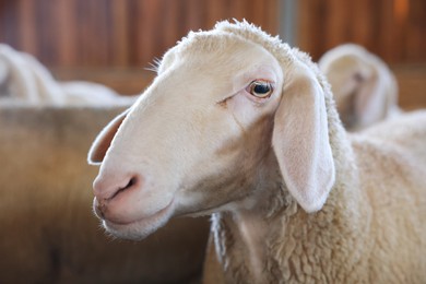 Photo of Sheep in barn on farm. Cute animals