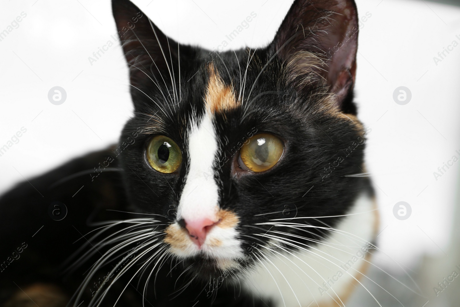 Photo of Cute cat with corneal opacity in eye on blurred background, closeup