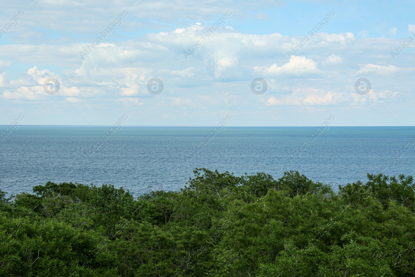 Photo of Picturesque view of green trees near tranquil sea