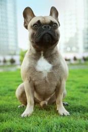 Photo of Cute French bulldog on green grass outdoors, closeup. Lovely pet