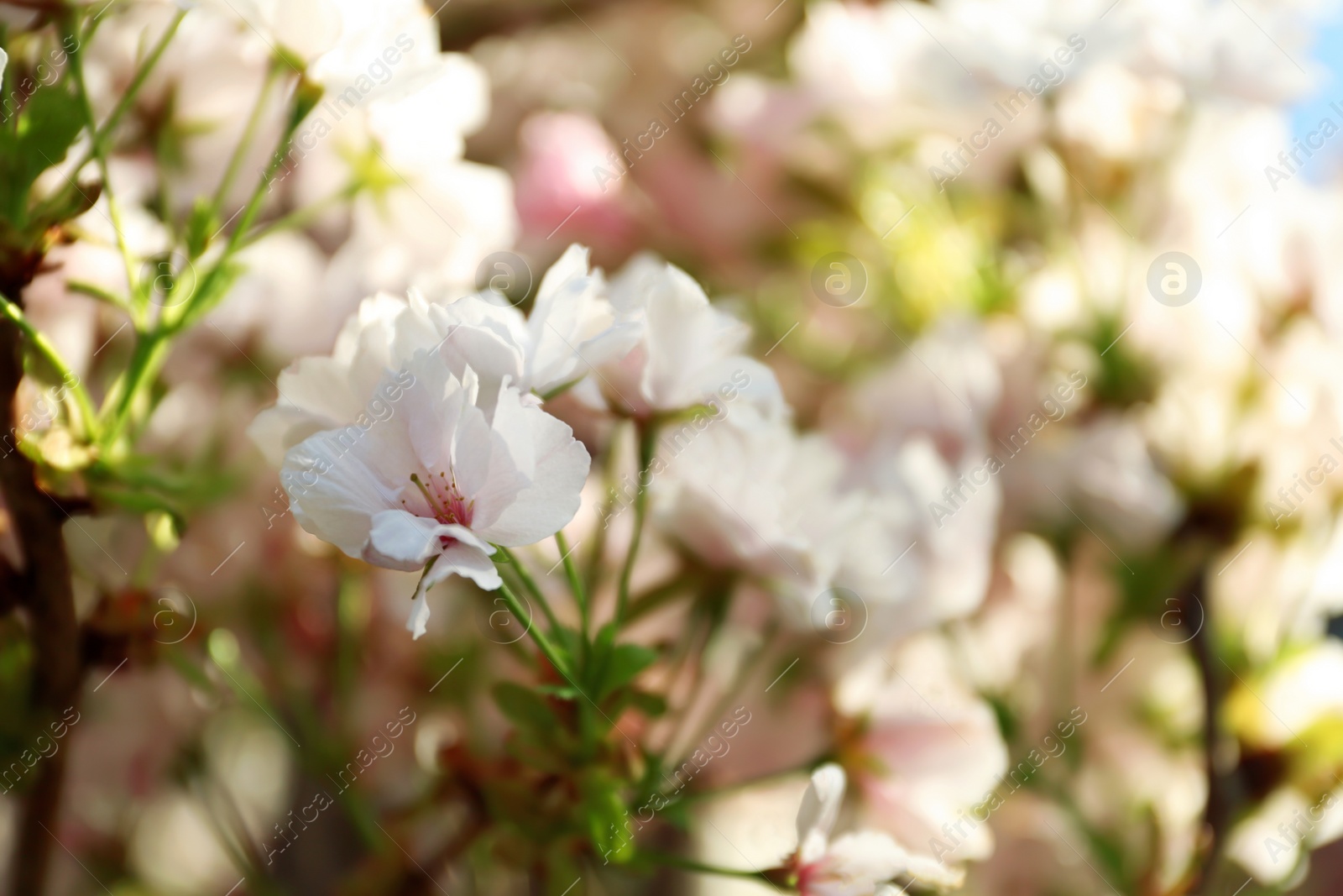 Photo of Blossoming cherry tree, closeup