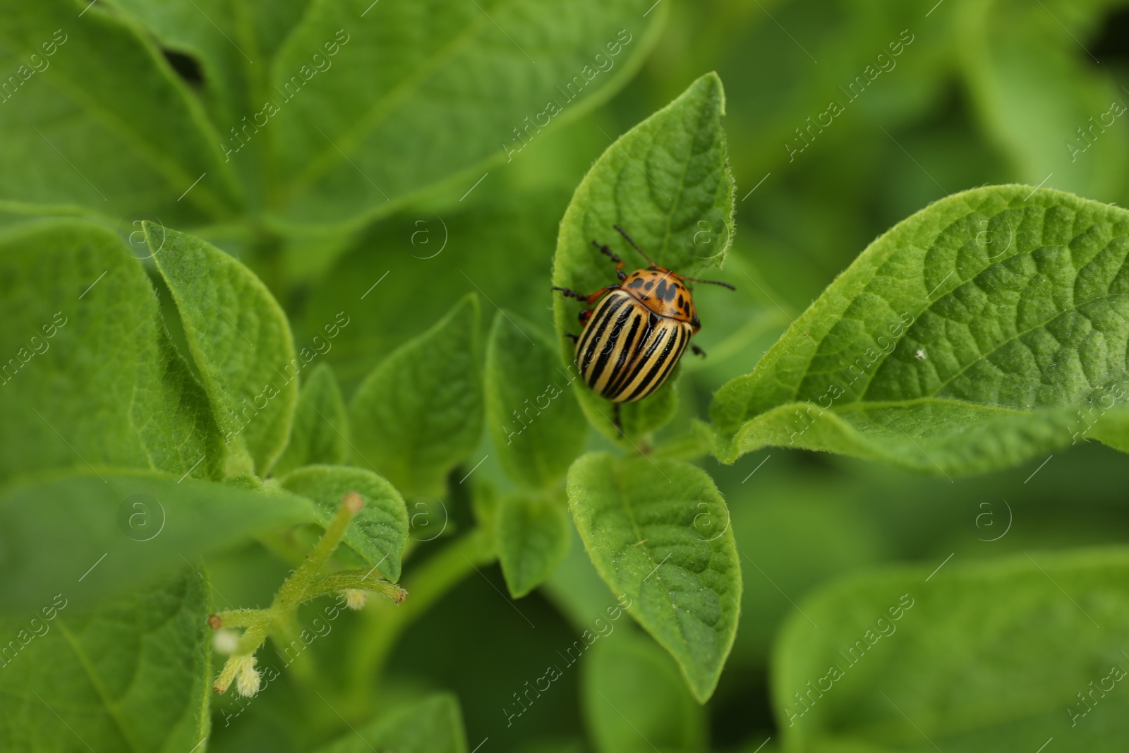 Photo of Colorado potato beetle on green plant outdoors, closeup