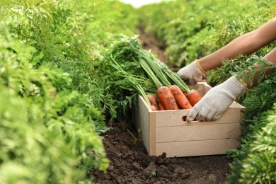 Photo of Woman holding wooden crate of fresh ripe carrots on field, closeup. Organic farming