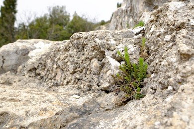 Beautiful wild plant growing through stone outdoors