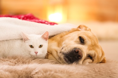 Adorable dog and cat together at room decorated for Christmas. Cute pets