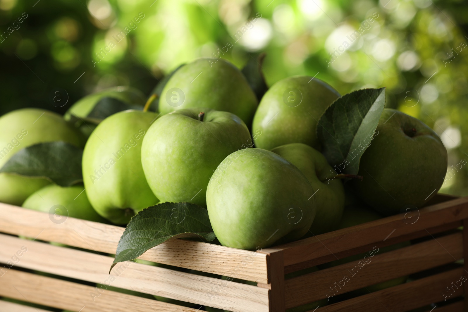 Photo of Crate full of ripe green apples and leaves on blurred background, closeup