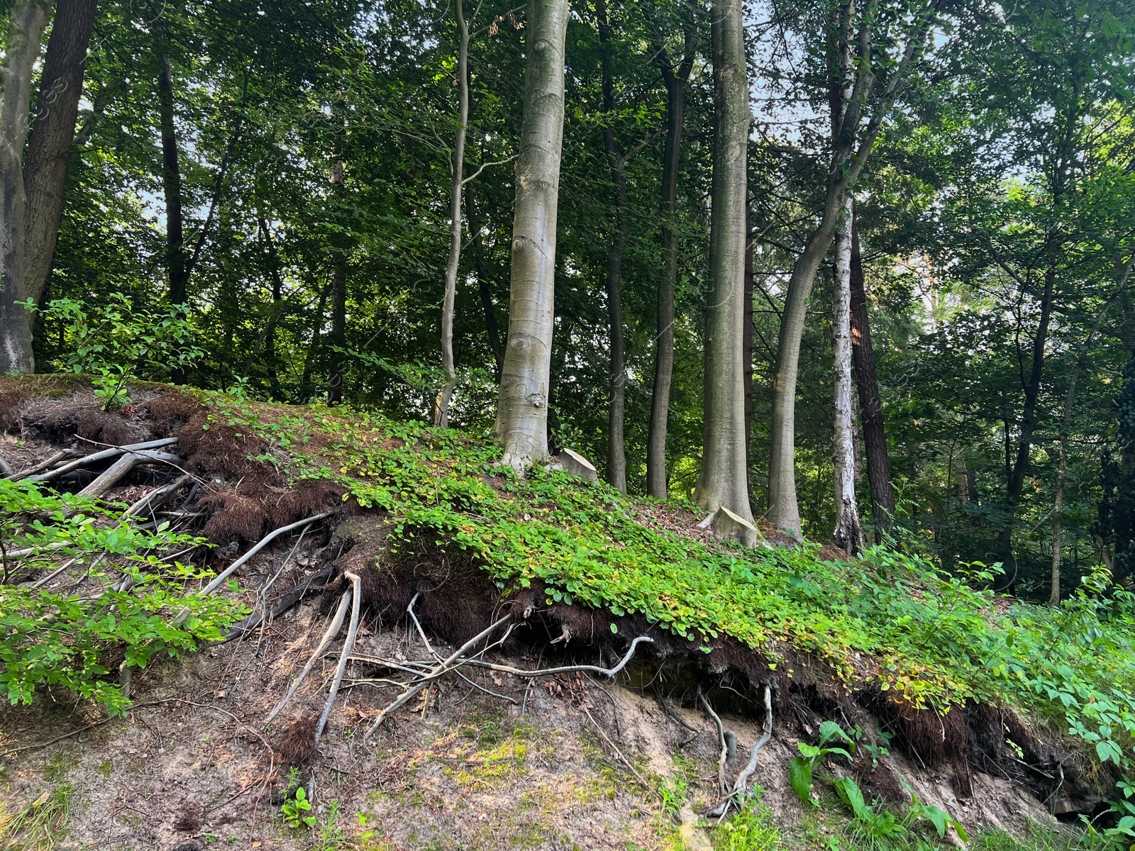 Photo of Trees and beautiful green plants in forest, low angle view