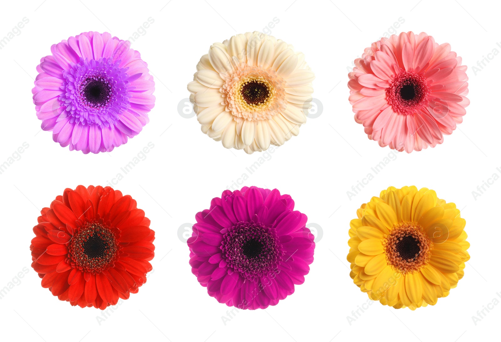 Image of Set with different beautiful gerbera flowers on white background