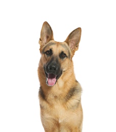 Cute German shepherd dog on white background. Lovely pet