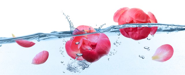 Beautiful coral peony flower buds falling into water on white background
