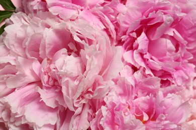 Photo of Beautiful aromatic peony flowers as background, closeup