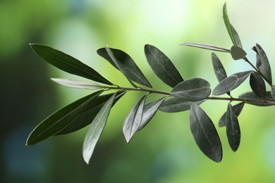 Photo of Olive twig with fresh green leaves on blurred background, closeup