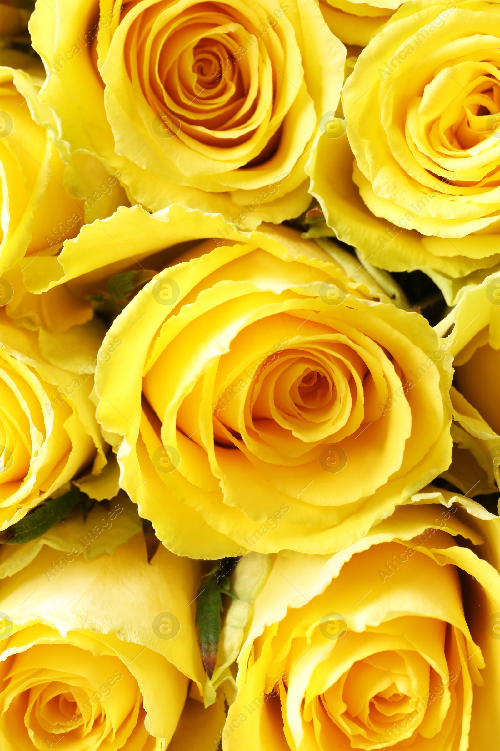 Photo of Beautiful bouquet of yellow roses as background, top view