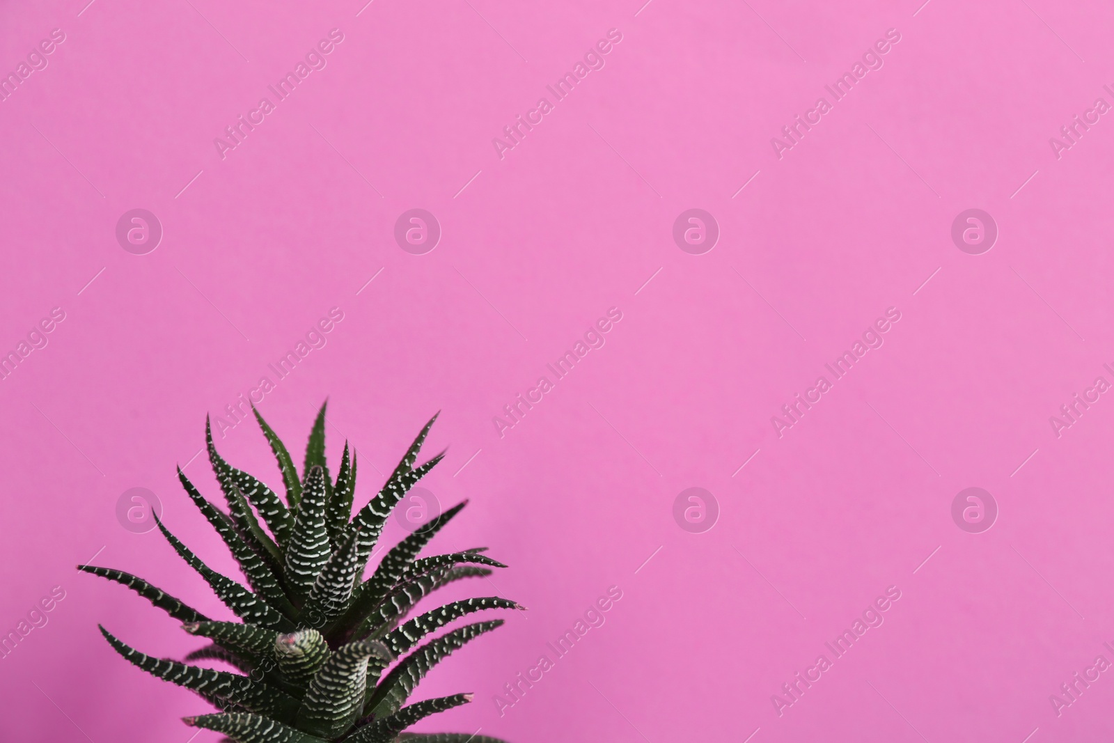 Photo of Beautiful succulent (Haworthia fasciata) on pink background