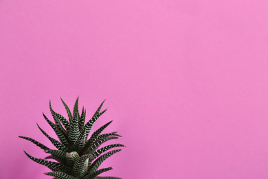 Beautiful succulent (Haworthia fasciata) on pink background