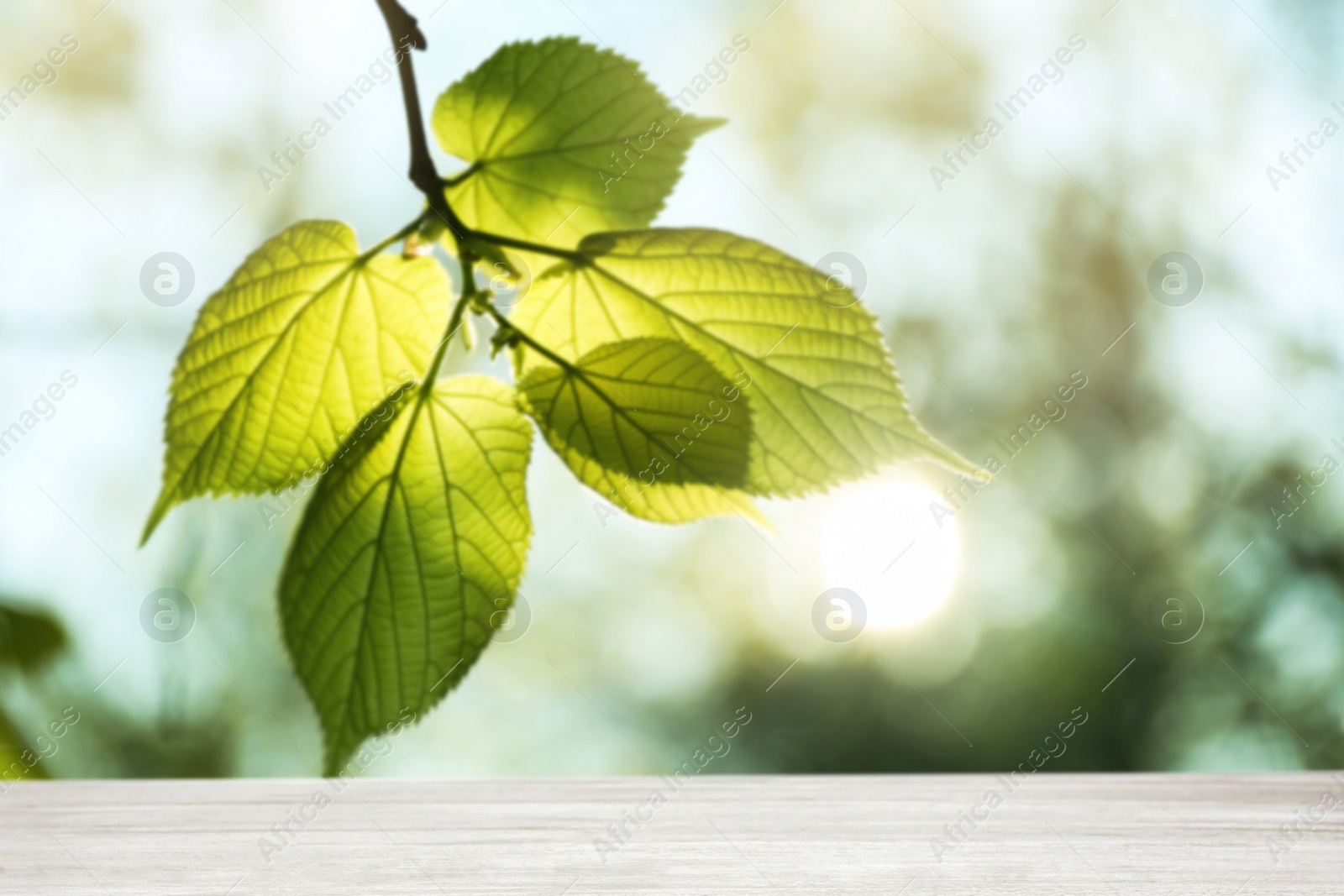 Image of Empty wooden surface against blurred green background. Sunny morning 