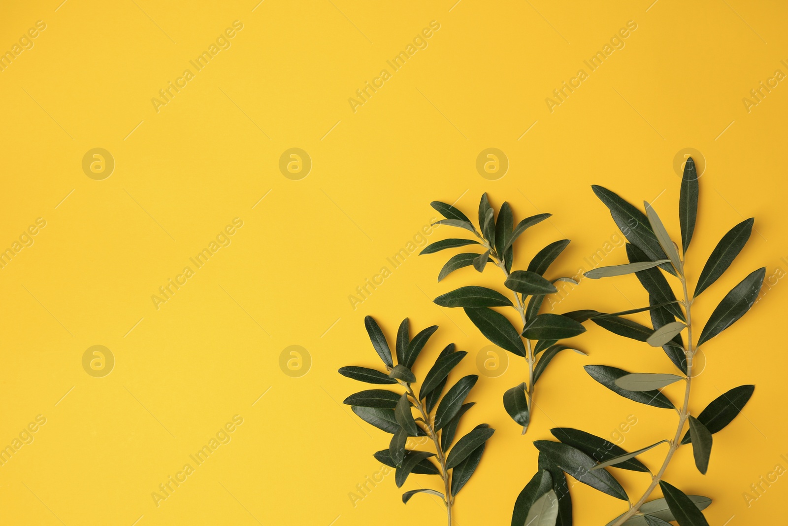 Photo of Olive twigs with fresh green leaves on yellow background, flat lay. Space for text