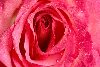 Image of Erotic metaphor. Rose bud with petals and water drops resembling vulva. Beautiful flower as background, closeup