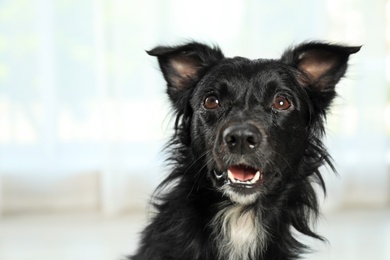 Cute long haired dog against window indoors