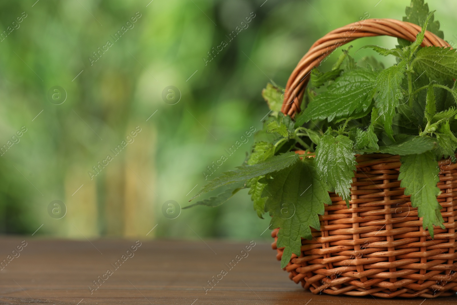 Photo of Fresh nettle in wicker basket on wooden table outdoors, closeup. Space for text