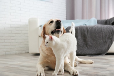 Photo of Adorable dog and cat together on floor indoors. Friends forever