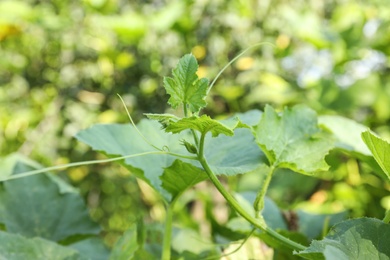 Green pumpkin vine with leaves in garden, closeup view