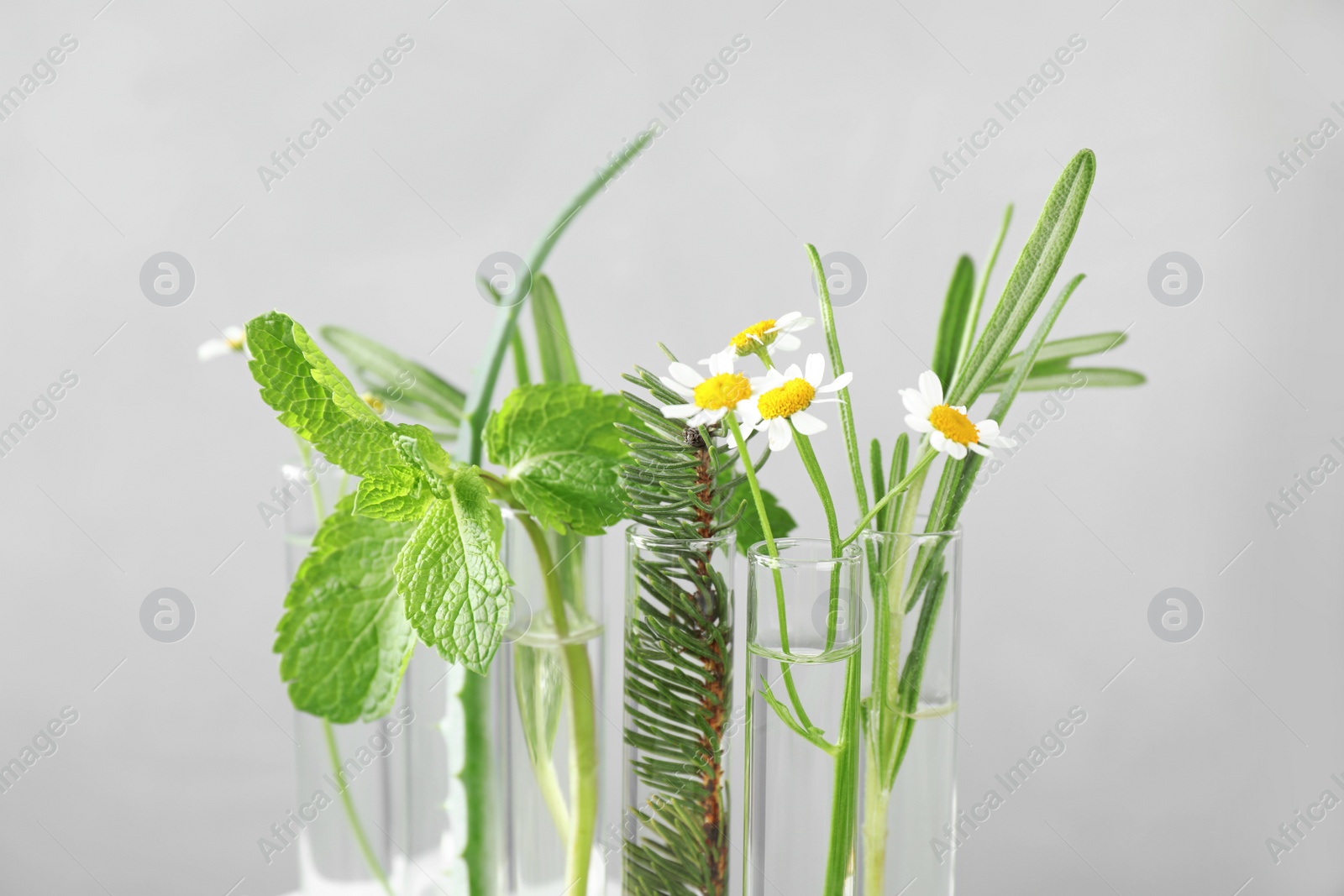 Photo of Test tubes of different essential oils with plants against light background, closeup