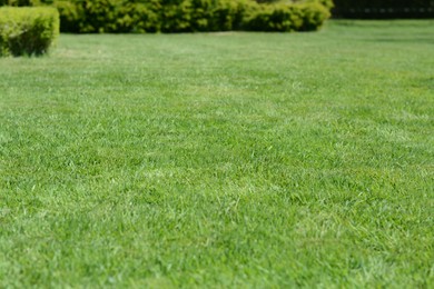 Photo of Lawn with bright green grass and shrubs on sunny day