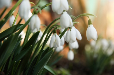 Photo of Fresh blooming snowdrops growing outdoors, space for text. Spring flowers