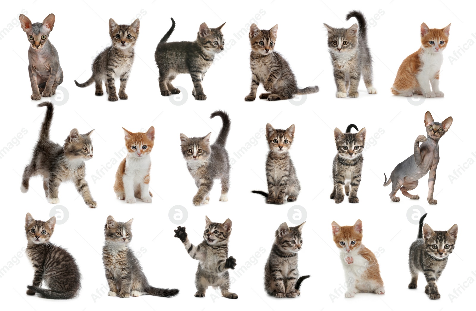 Image of Different adorable kittens on white background, collage