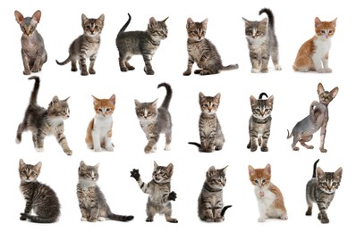 Image of Different adorable kittens on white background, collage