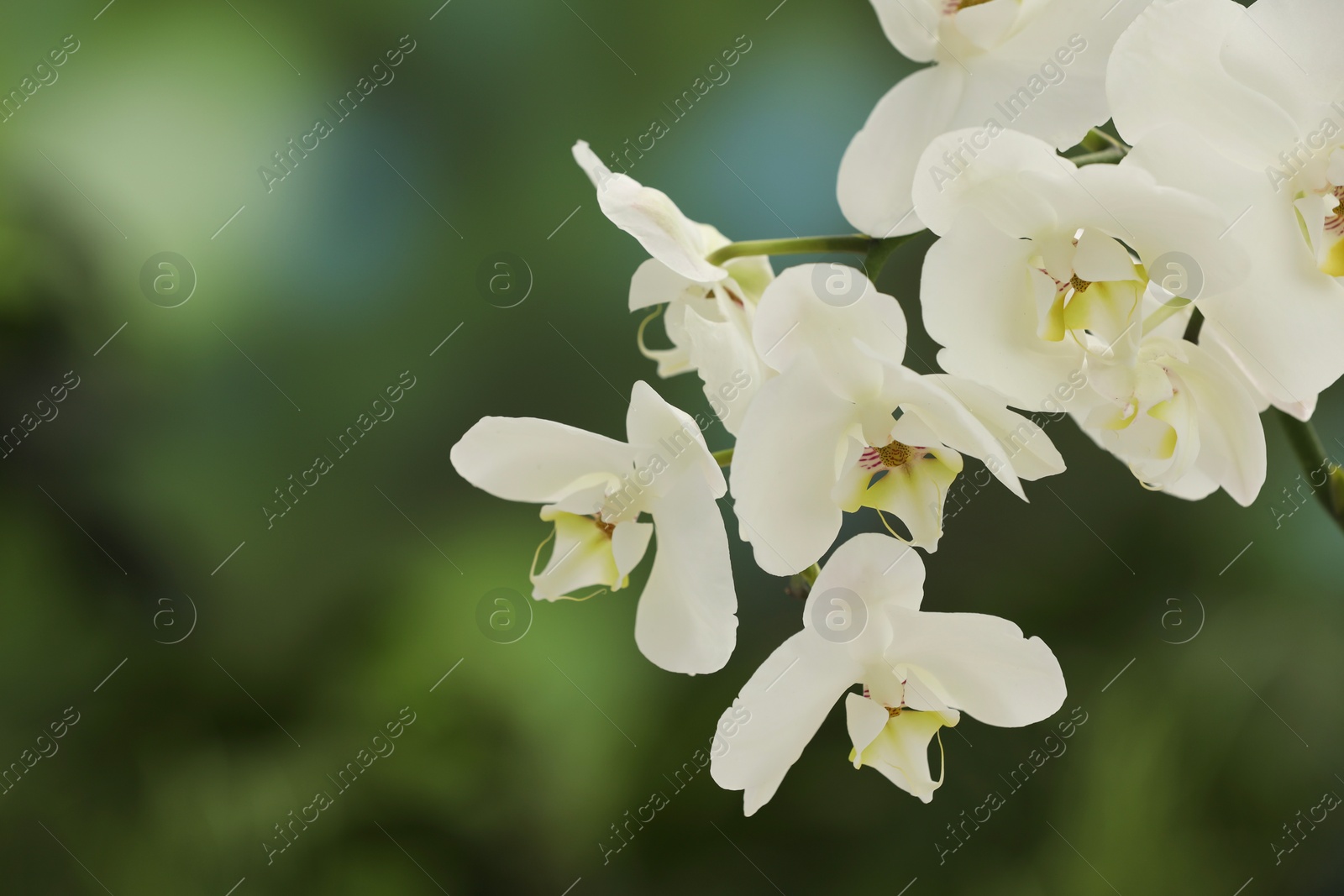 Photo of Branch with beautiful orchid flowers on blurred background, closeup. Space for text