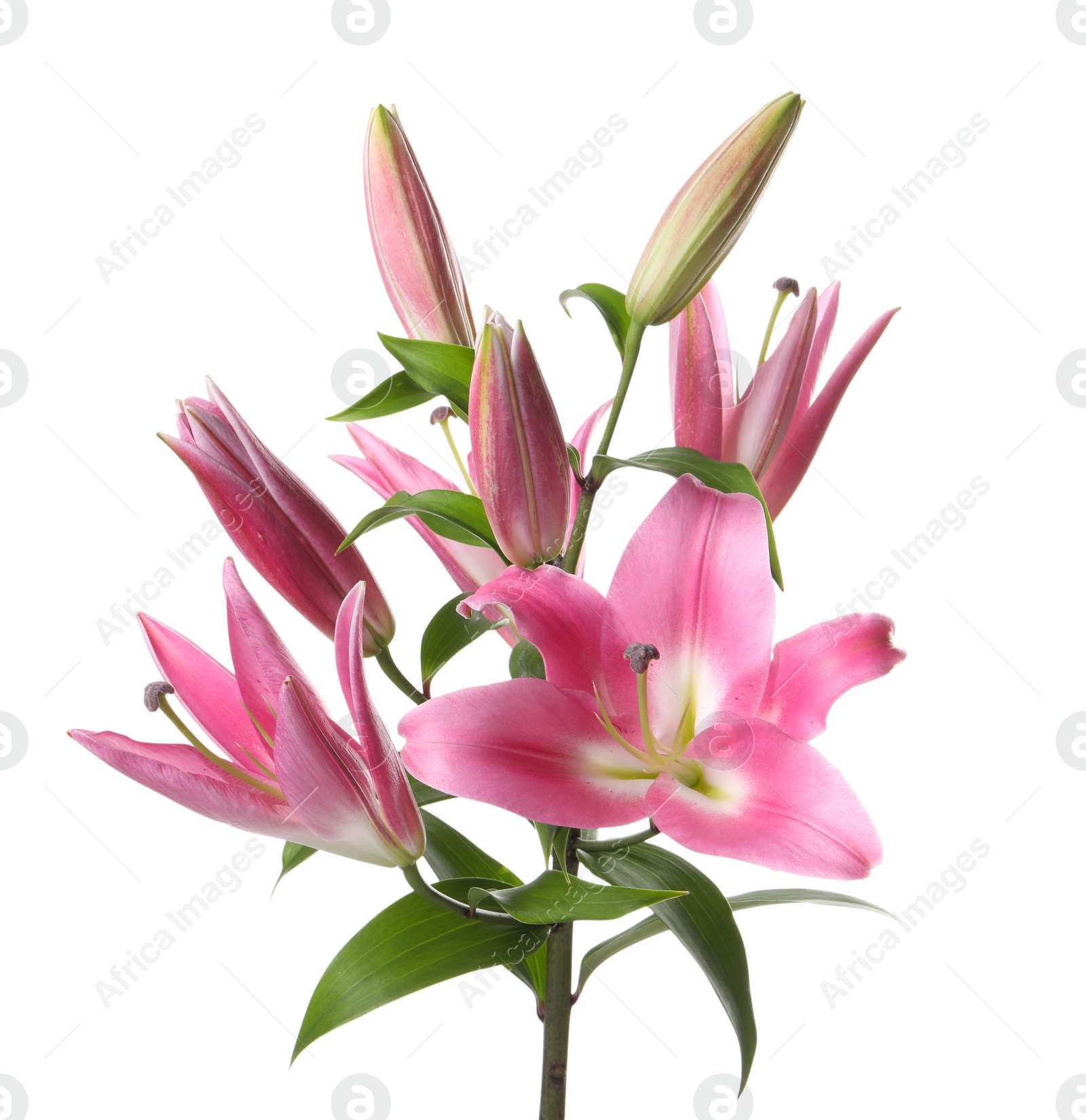 Photo of Beautiful pink lily flowers isolated on white