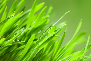 Photo of Green lush grass with water drops on blurred background, closeup