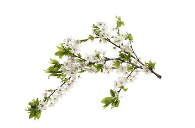 Cherry tree branch with beautiful blossoms isolated on white