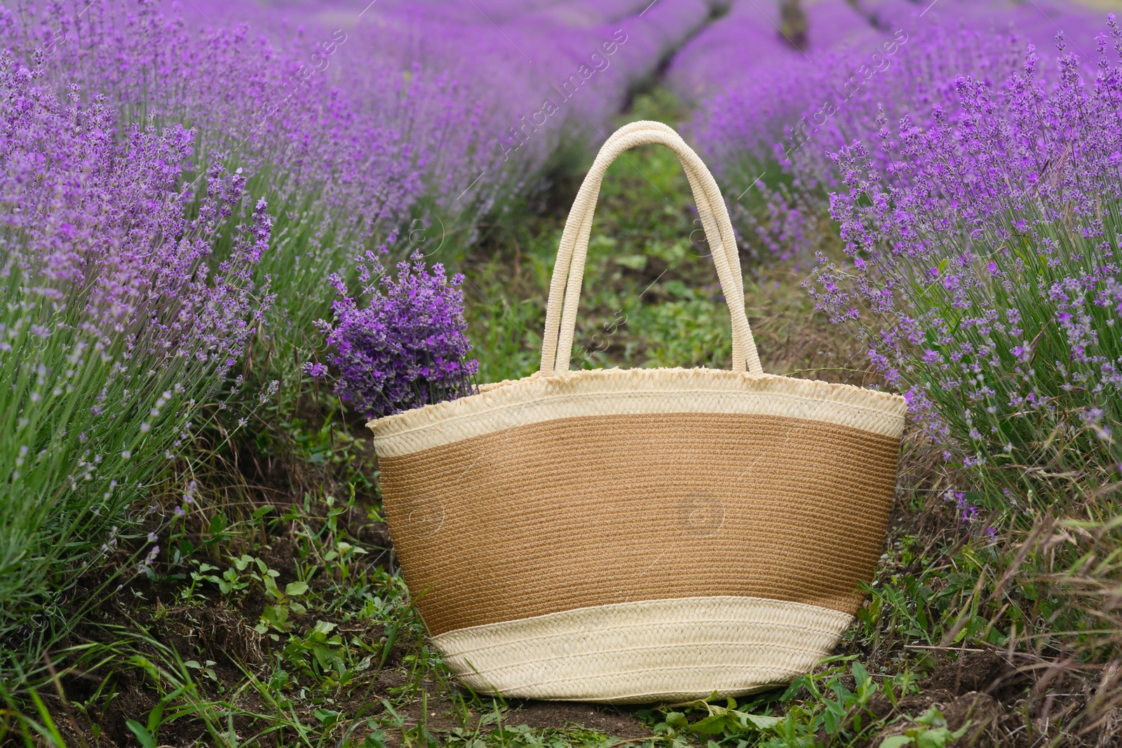 Photo of Wicker bag with beautiful lavender flowers in field