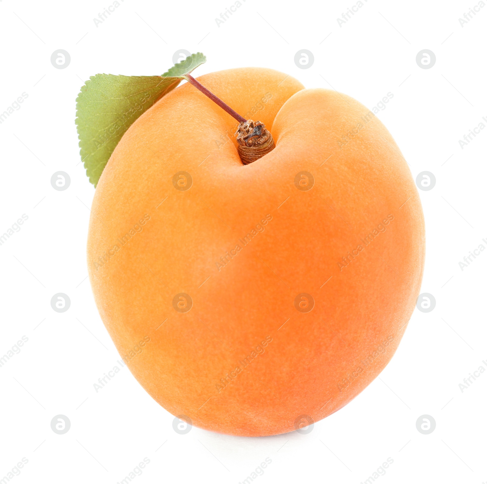 Photo of Delicious ripe sweet apricot isolated on white