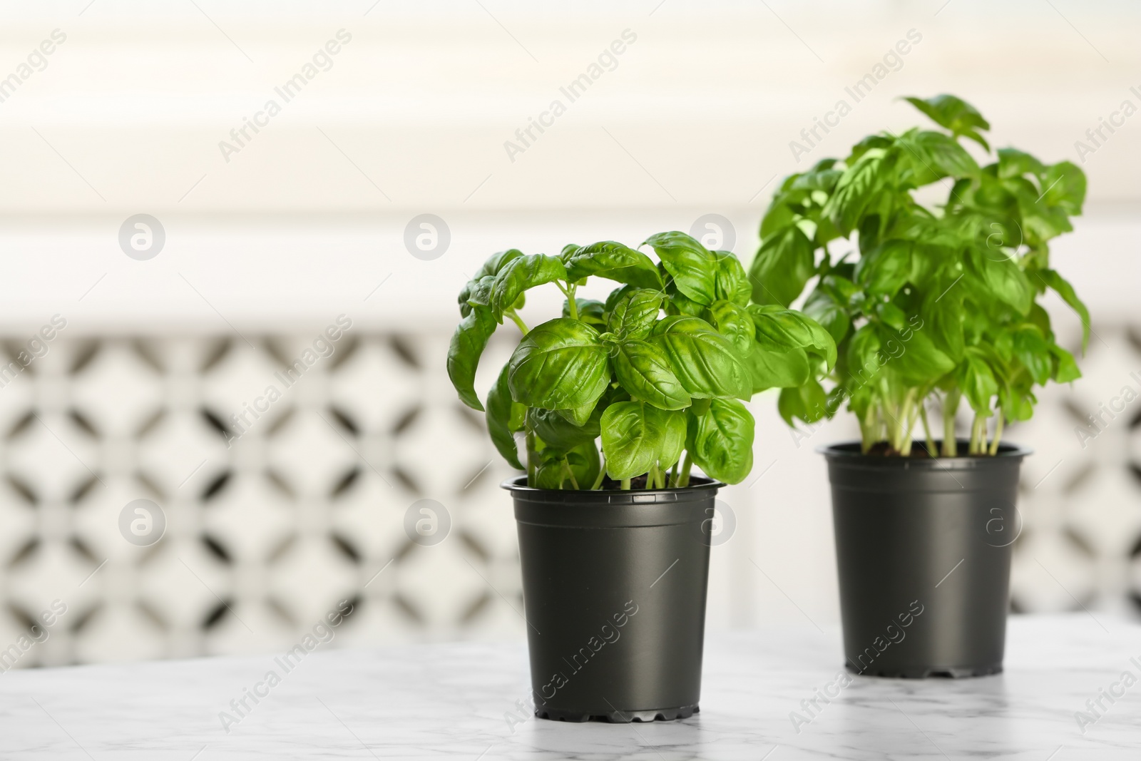 Photo of Fresh basil in pots on table indoors