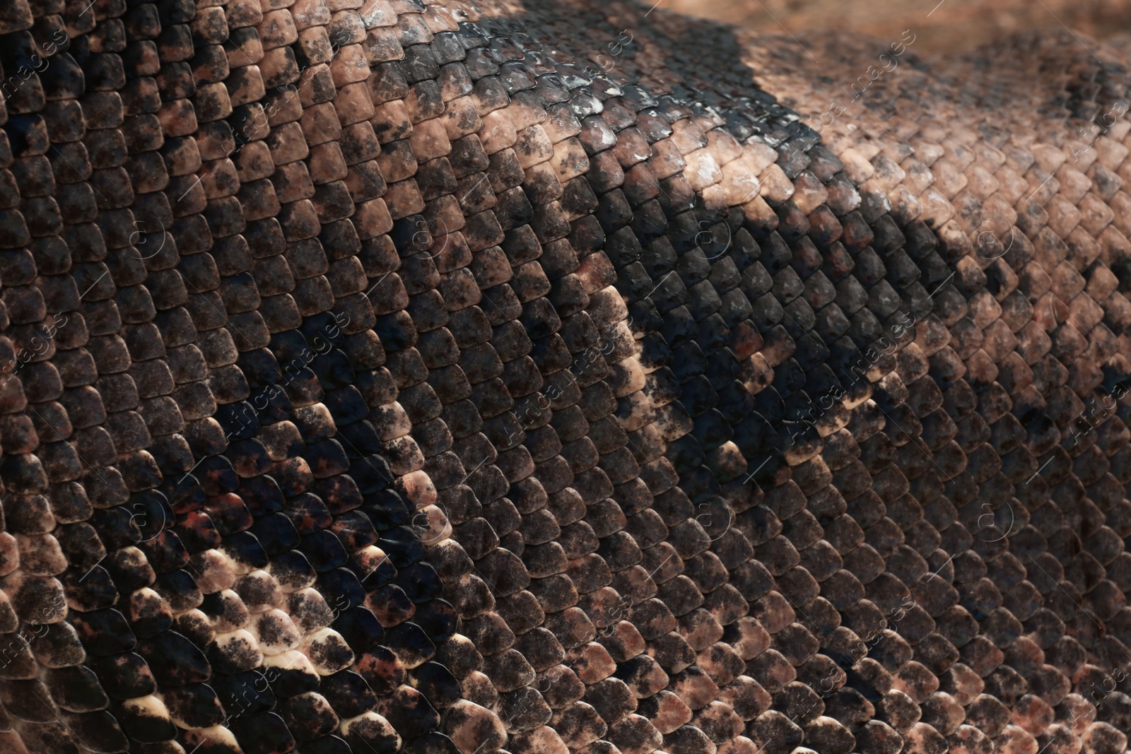 Photo of Closeup view of brown boa constrictor. Exotic snake