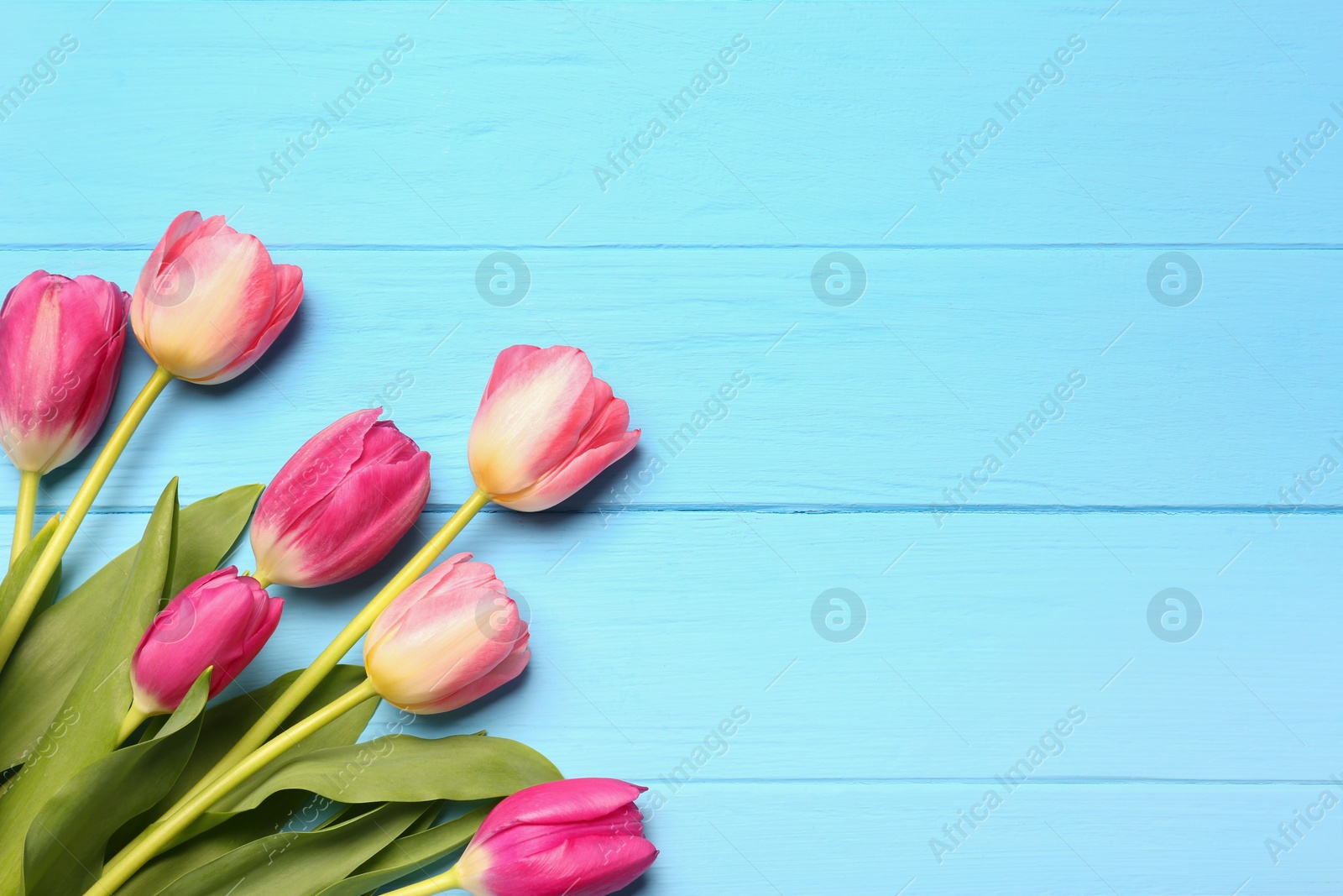 Photo of Beautiful colorful tulip flowers on light blue wooden table, flat lay. Space for text