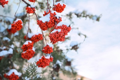 Red rowan berries on tree branches covered with snow outdoors on cold winter day, space for text