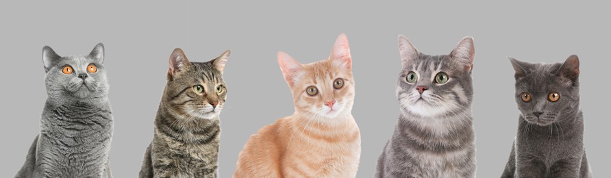 Image of Cute fluffy cats on light grey background. Banner design