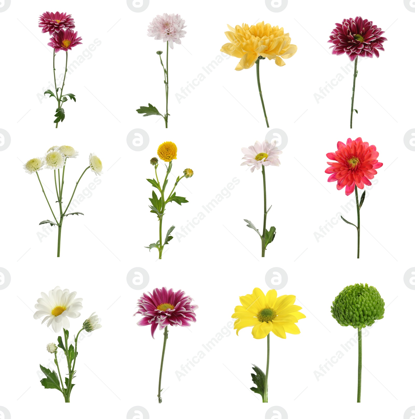 Image of Set with different beautiful chrysanthemum flowers on white background 