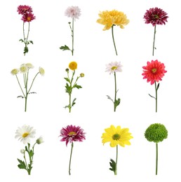 Set with different beautiful chrysanthemum flowers on white background 