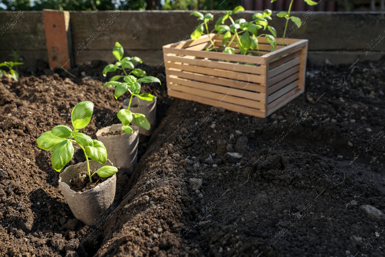 Photo of Beautiful seedlings in peat pots on soil outdoors. Space for text